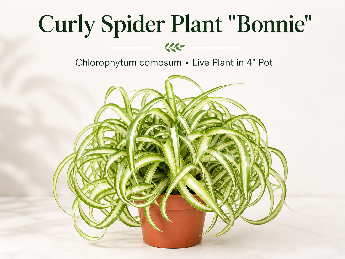 Curly Spider Plant Bonnie live houseplant in 4 inch pot