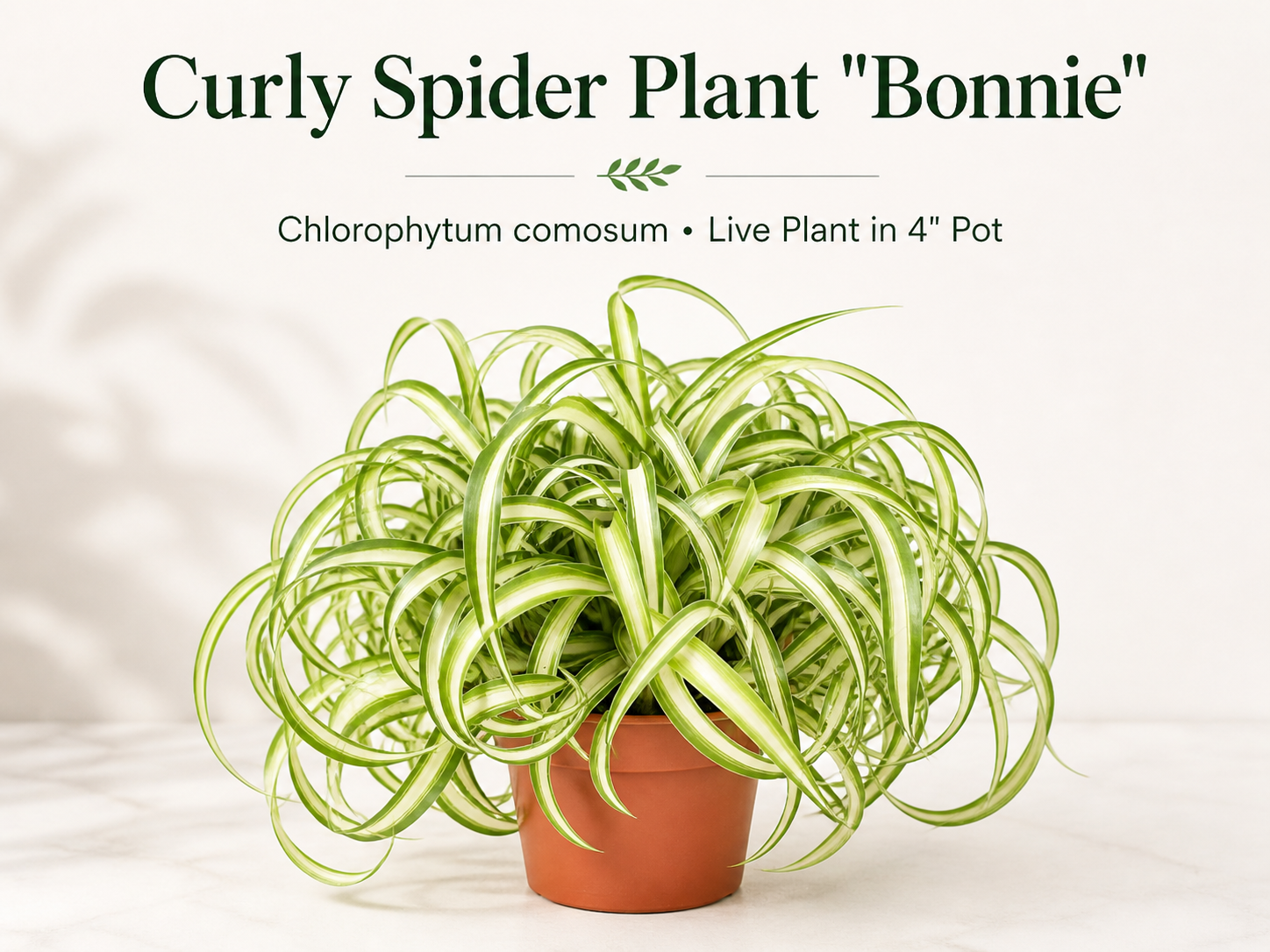 Curly Spider Plant Bonnie live houseplant in 4 inch pot