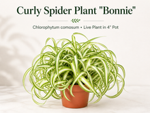 Curly Spider Plant Bonnie live houseplant in 4 inch pot