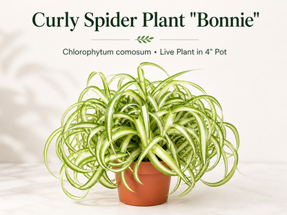 Curly Spider Plant Bonnie live houseplant in 4 inch pot
