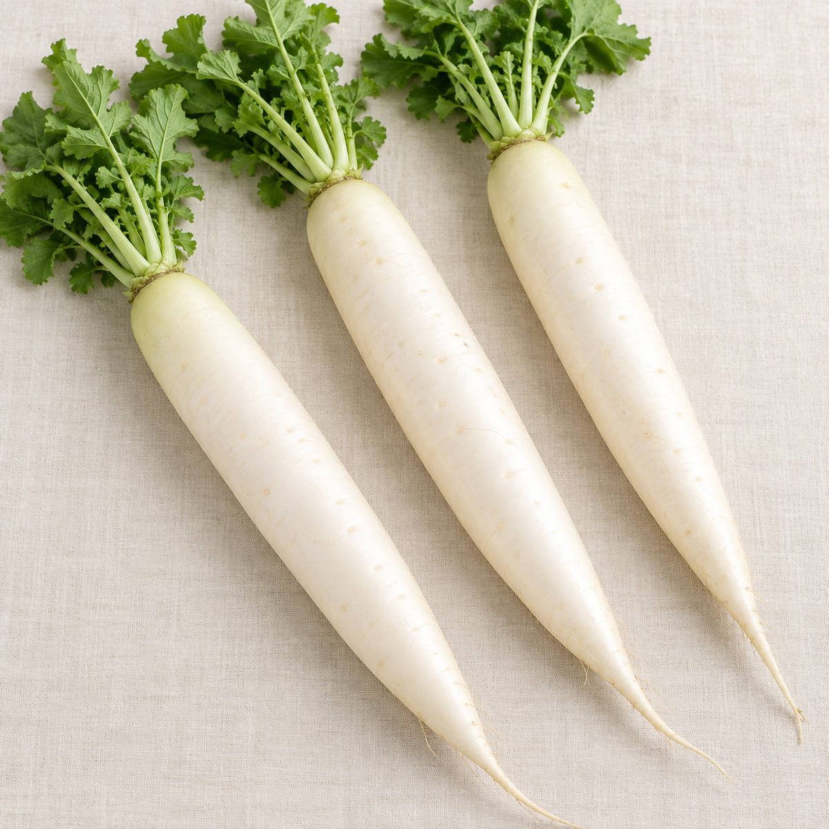 Japanese white daikon radishes growing in rich garden soil