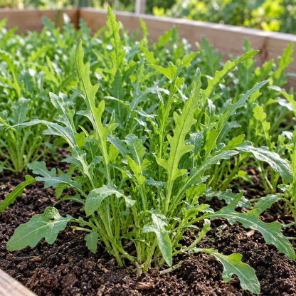 Slow Bolt Wild Rocket arugula plants growing in a raised garden bed with dew on their leaves.