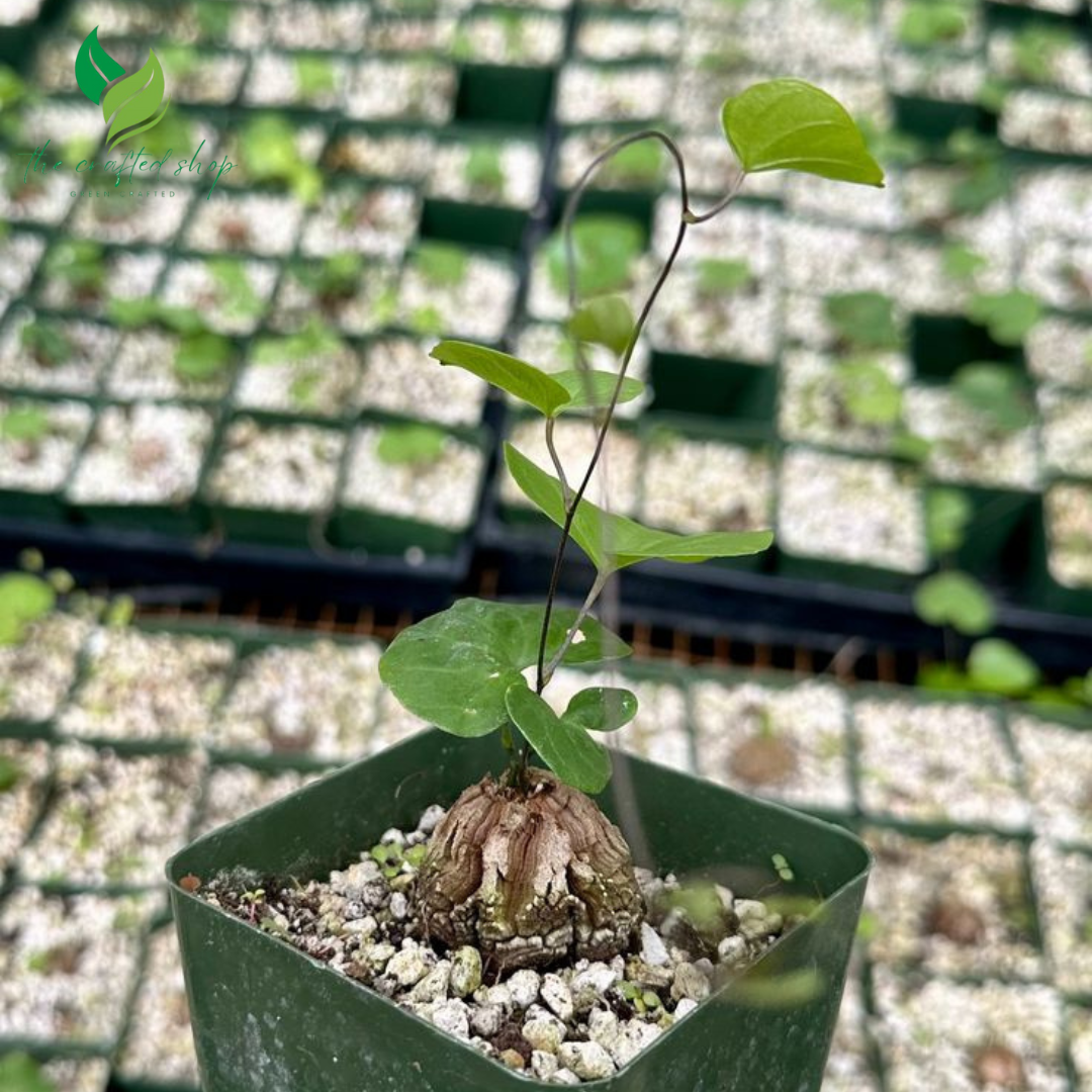 Dioscorea Elephantipes Caudex or Live Plant (Elephant's Foot / Turtle Shell Plant)