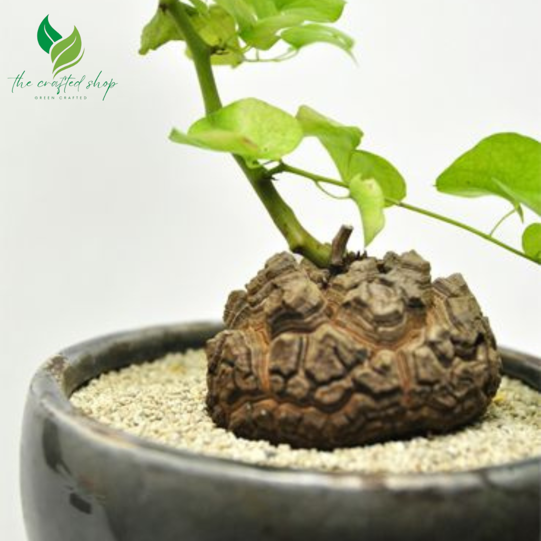 Dioscorea Elephantipes Caudex or Live Plant (Elephant's Foot / Turtle Shell Plant)