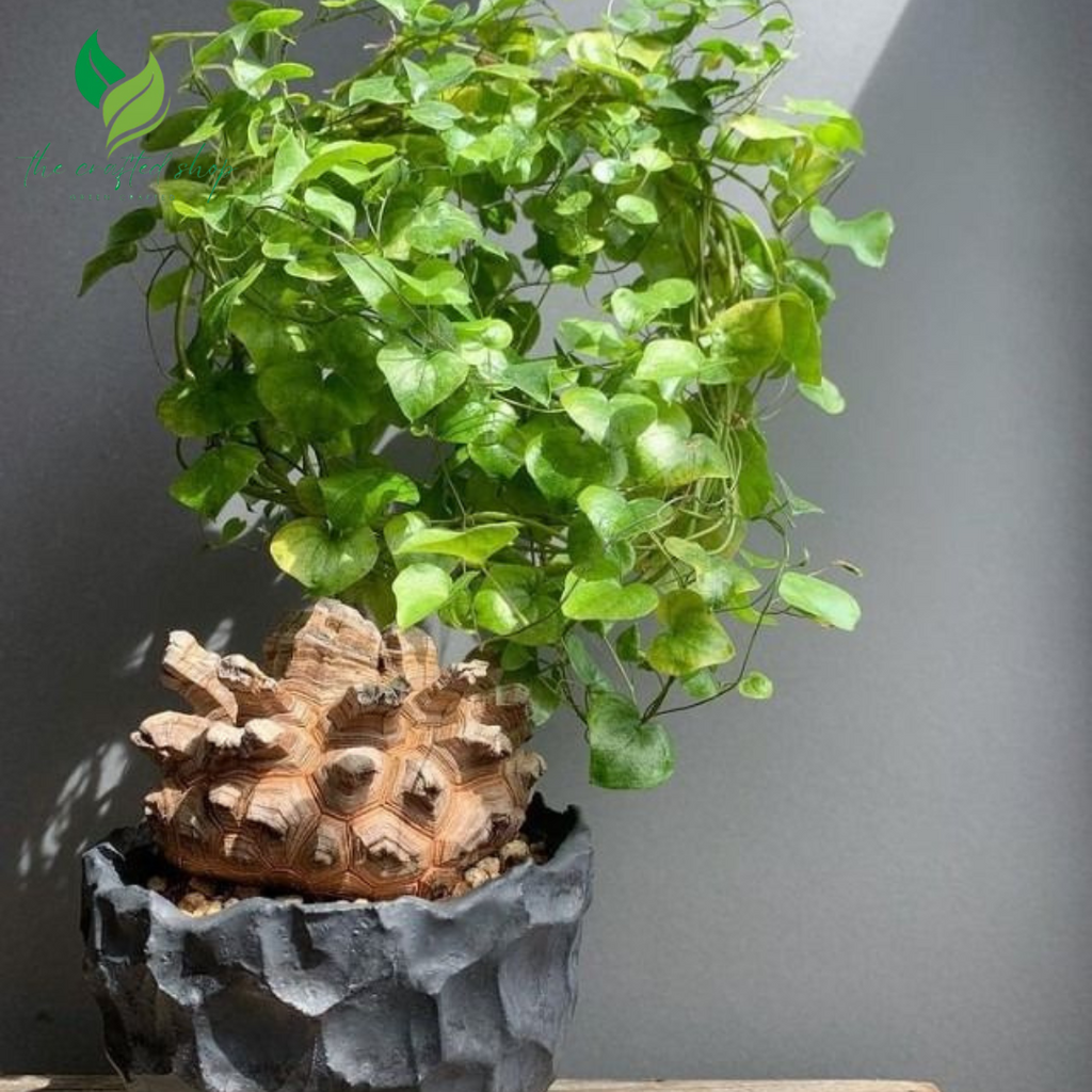 Dioscorea Elephantipes Caudex or Live Plant (Elephant's Foot
