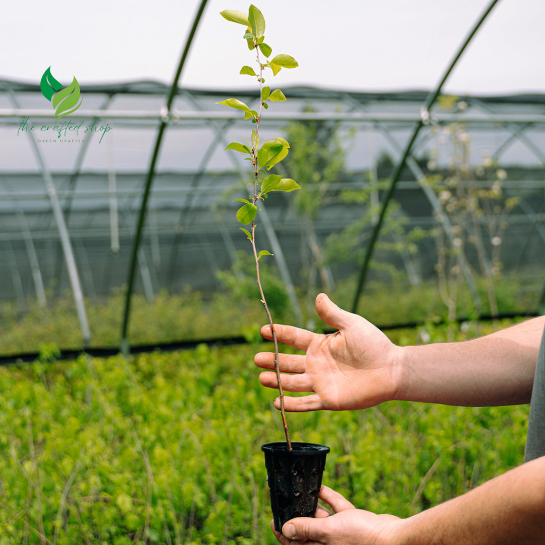 Dwarf Black Cherry Fruit  Seed &  Live Plant Seedling