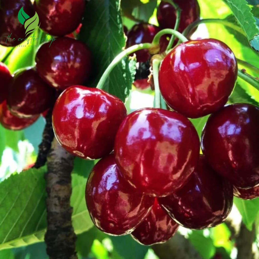 Dwarf Cherry Seed and Tree – BigBerry Sweet Cherry