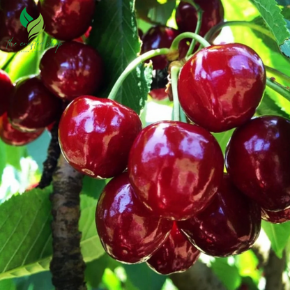 Dwarf Cherry Seed and Tree – BigBerry Sweet Cherry