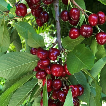 Dwarf Cherry Seed and Tree – BigBerry Sweet Cherry