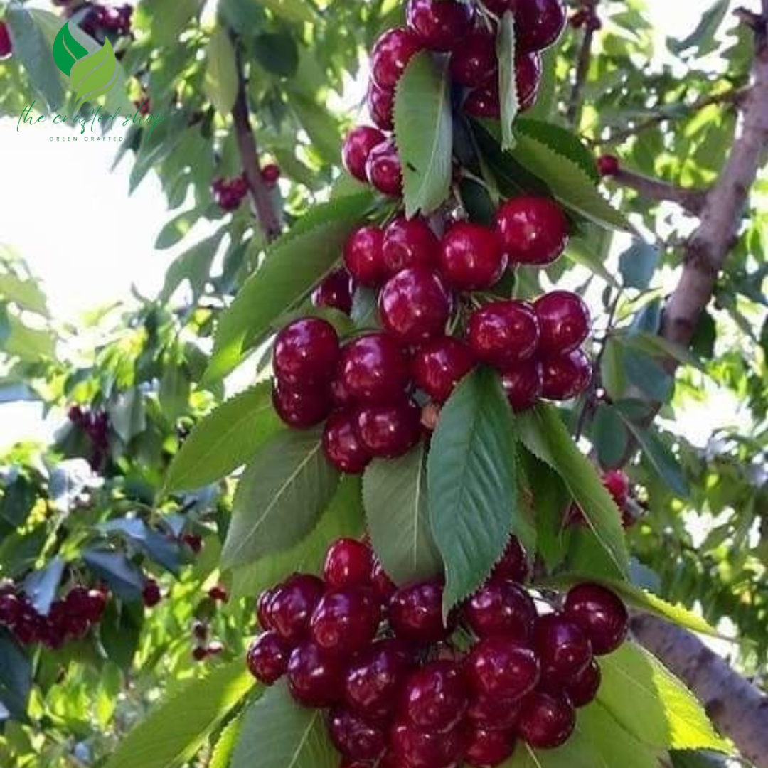 Dwarf Cherry Seed and Tree – BigBerry Sweet Cherry