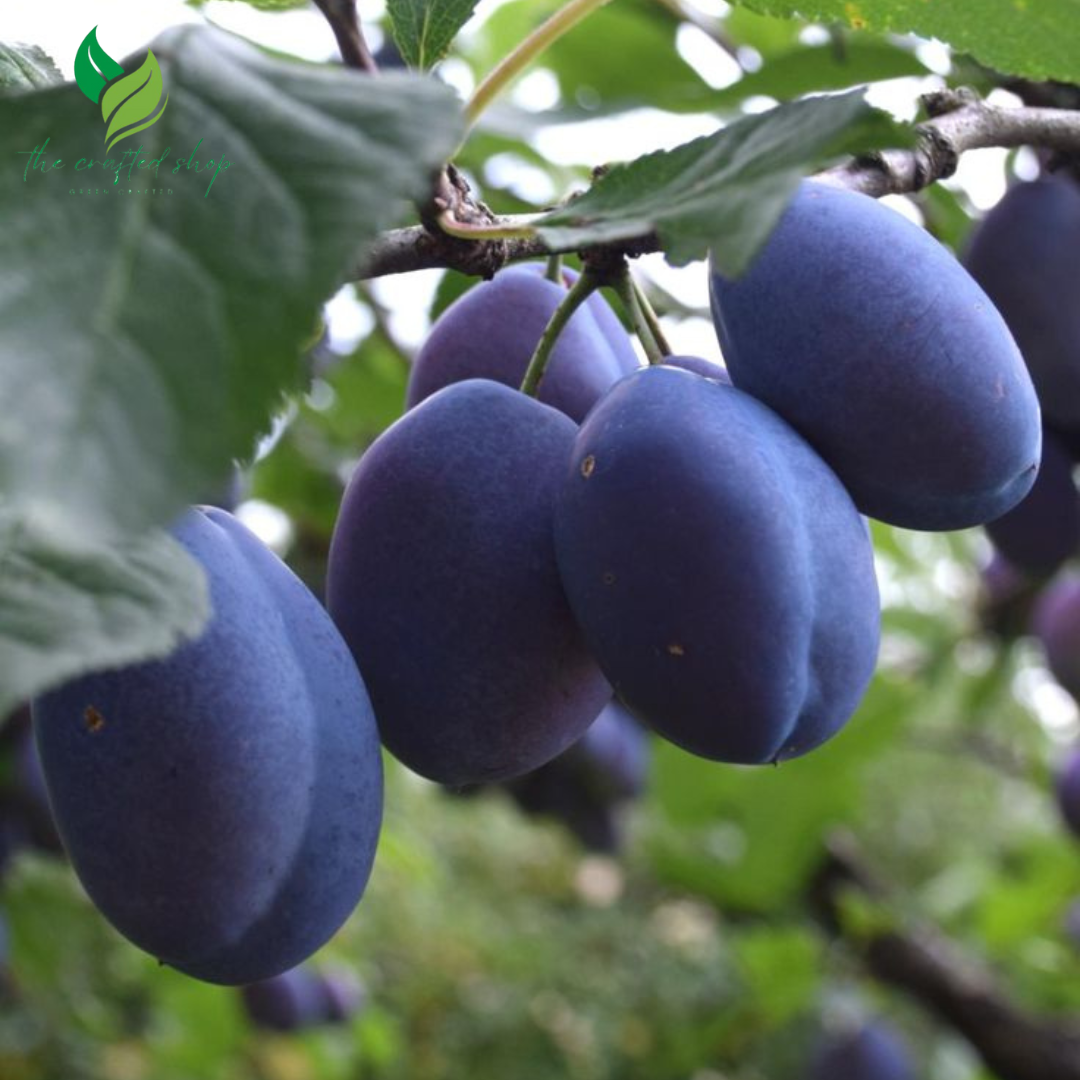 Dwarf Damson Plum Tree: Compact Fruit Plant for Sweet Harvests in Small Spaces