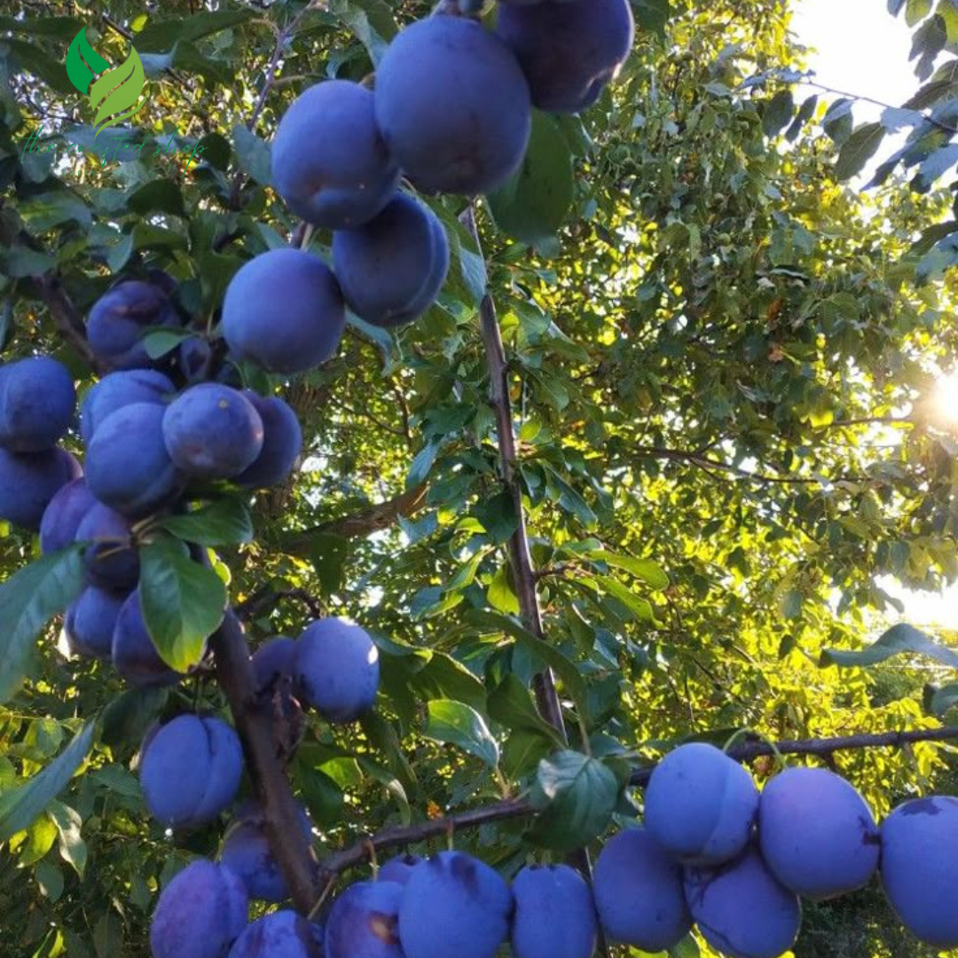Dwarf Damson Plum Tree: Compact Fruit Plant for Sweet Harvests in Small Spaces