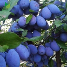 Dwarf Damson Plum Tree: Compact Fruit Plant for Sweet Harvests in Small Spaces
