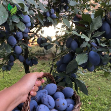 Dwarf Damson Plum Tree: Compact Fruit Plant for Sweet Harvests in Small Spaces