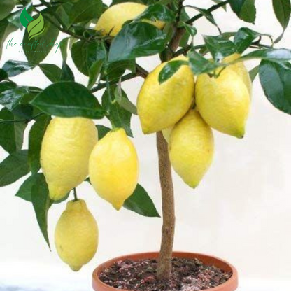 Dwarf Lemon Bonsai Tree Seeds – 20 Seeds for Mini Citrus Tree Growing Indoors or Outdoors