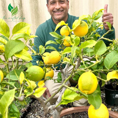 Dwarf Lemon Bonsai Tree Seeds – 20 Seeds for Mini Citrus Tree Growing Indoors or Outdoors