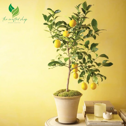 Dwarf Lemon Bonsai Tree Seeds – 20 Seeds for Mini Citrus Tree Growing Indoors or Outdoors