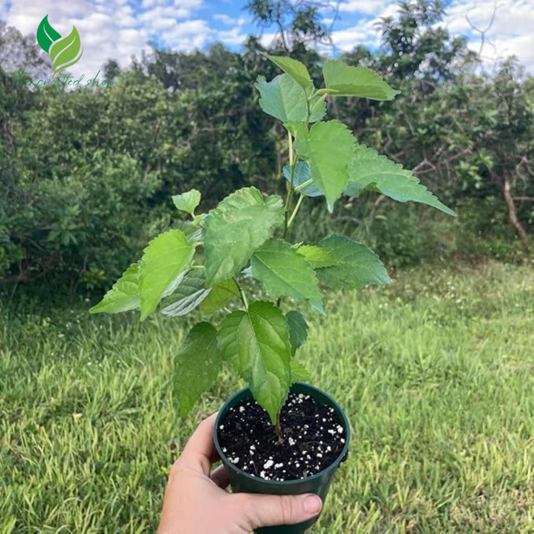 Dwarf Blackberry Plant Tree – Everbearing, Sweet Fruit Producer size 4" Pot
