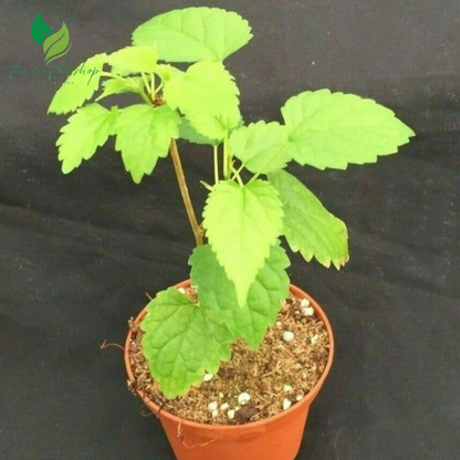 Dwarf Pakistan  Mulberry Plant Tree – Everbearing, Sweet Fruit Producer in 4" Pot