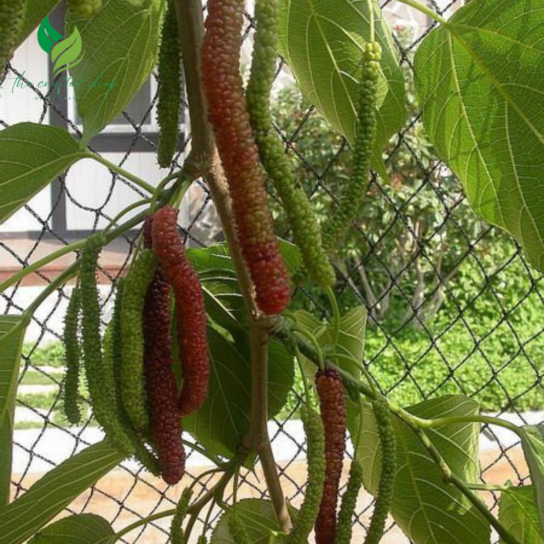 Dwarf Pakistan  Mulberry Plant Tree – Everbearing, Sweet Fruit Producer in 4" Pot