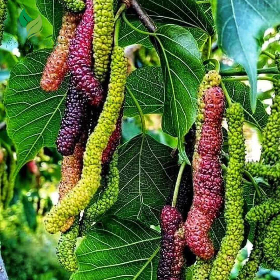 Dwarf Pakistan  Mulberry Plant Tree – Everbearing, Sweet Fruit Producer in 4" Pot