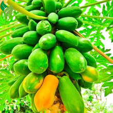 Dwarf Red Lady Papaya Tree – Sweet, Fast-Growing, and Easy to Grow (Live Plant, 3-8 inches Tall)