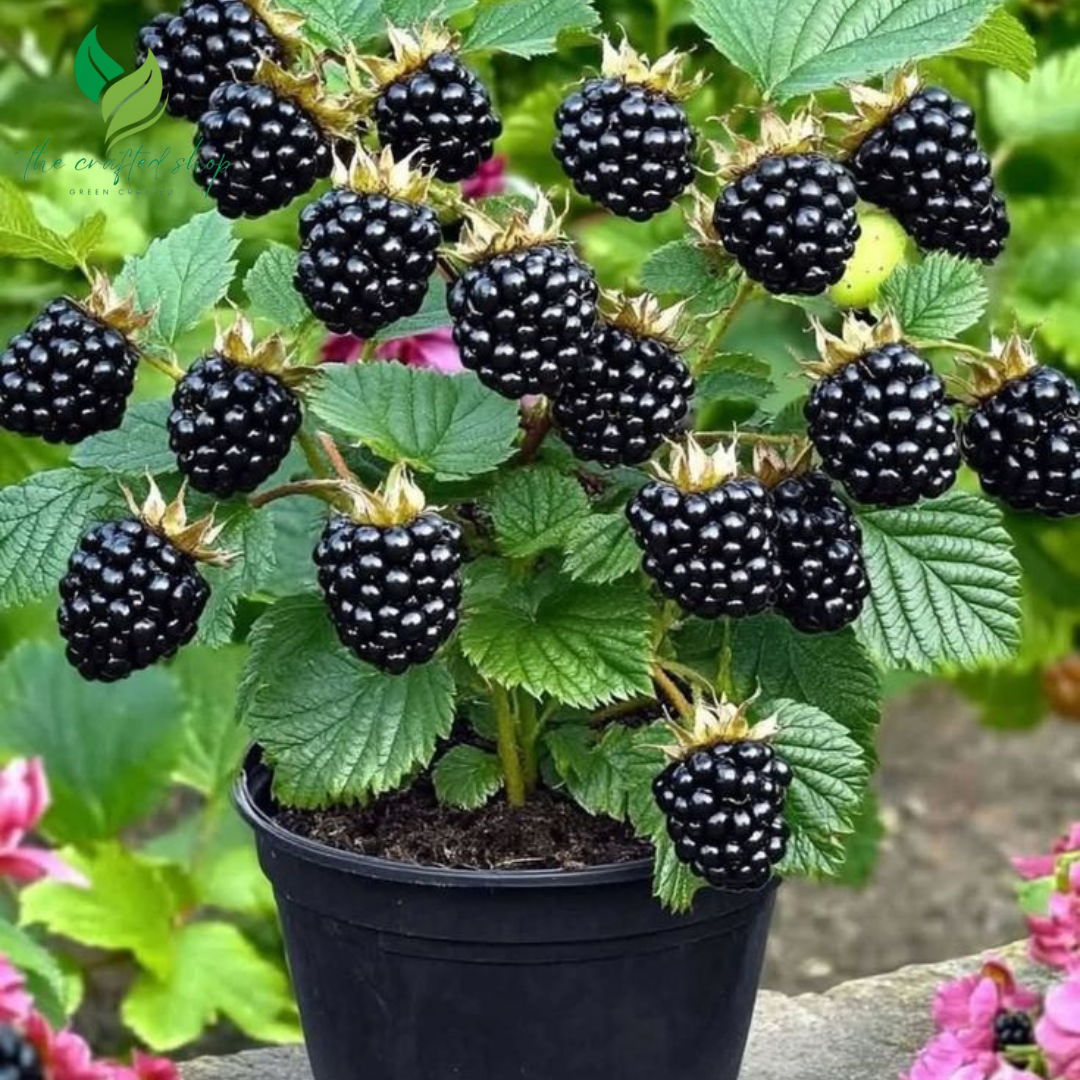 Dwarf Blackberry Plant Tree – Everbearing, Sweet Fruit Producer size 4" Pot