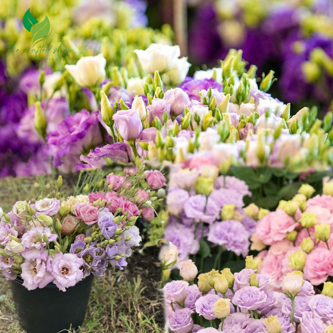 Eustoma / Lisianthus Grandiflorum Thornless Rose Seeds – Elegant Blooms for Your Garden 1000 seeds