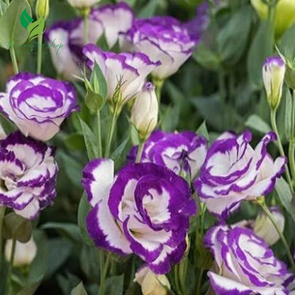 Eustoma / Lisianthus Grandiflorum Thornless Rose Seeds – Elegant Blooms for Your Garden 1000 seeds