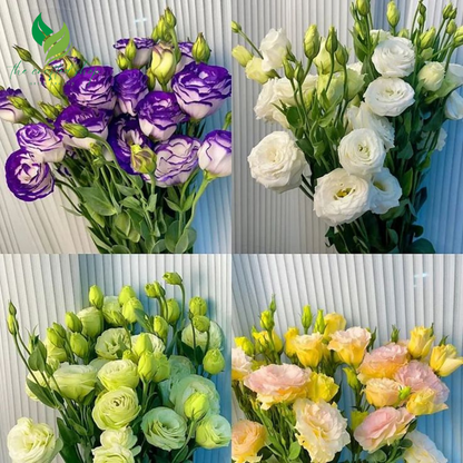 Eustoma / Lisianthus Grandiflorum Thornless Rose Seeds – Elegant Blooms for Your Garden 1000 seeds