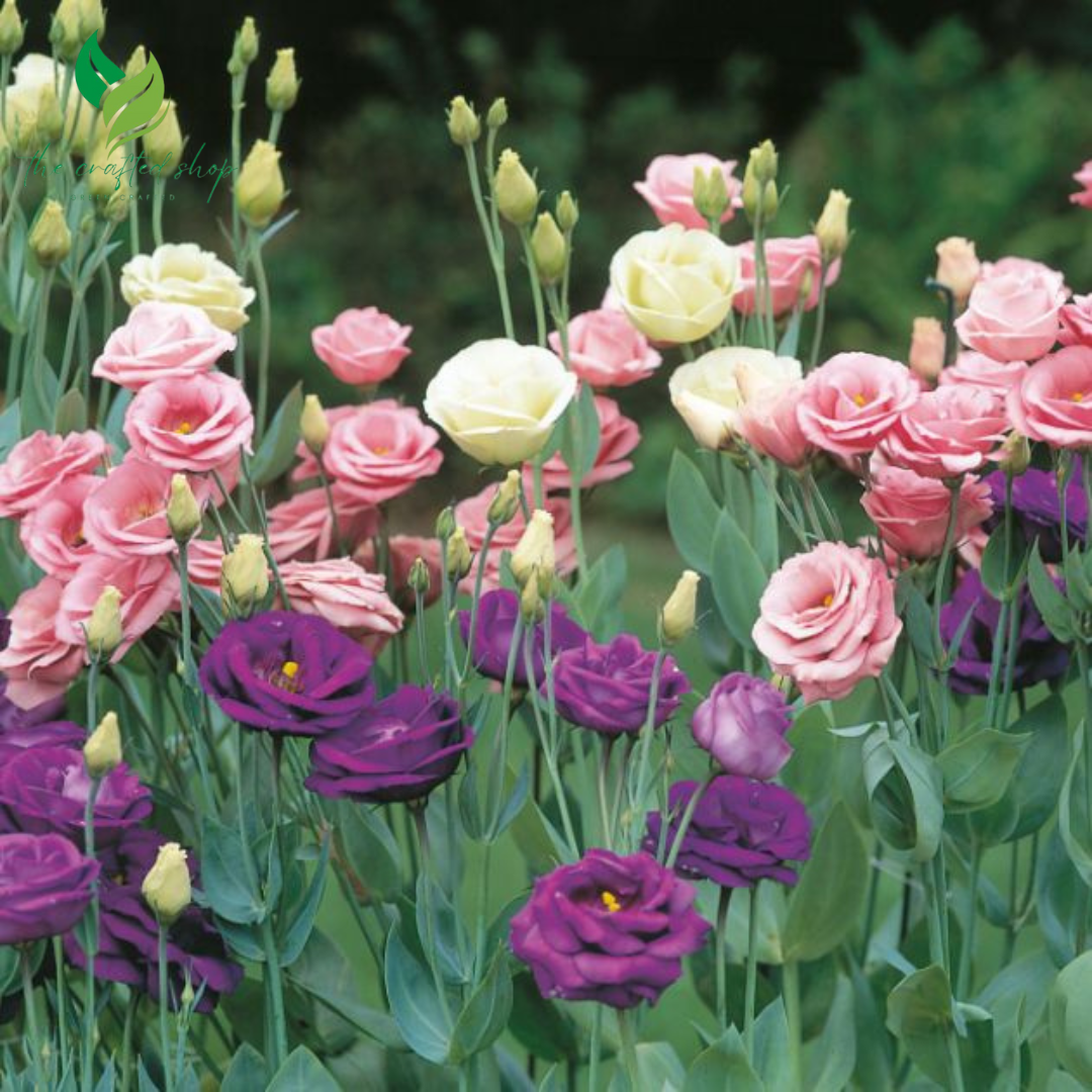 Eustoma / Lisianthus Grandiflorum Thornless Rose Seeds – Elegant Blooms for Your Garden 1000 seeds