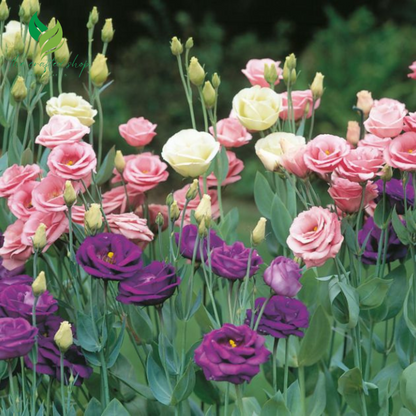 Eustoma / Lisianthus Grandiflorum Thornless Rose Seeds – Elegant Blooms for Your Garden 1000 seeds