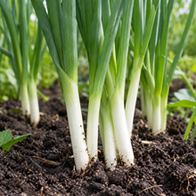 Evergreen White Bunching Onion Seeds - 200 Seeds