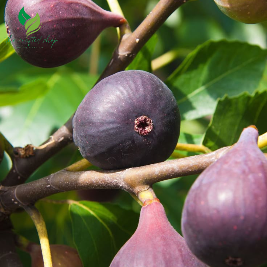 A close-up of a dwarf fig tree with ripe figs hanging on a branch, surrounded by green leaves.