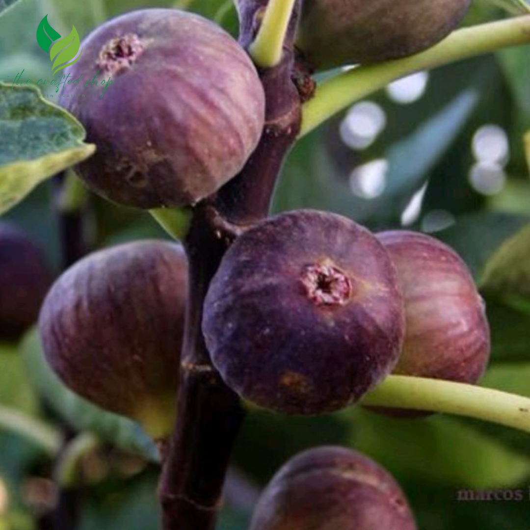 Dwaft Fignomenal Fig Tree – Dwarf Ficus Carica for Patios
