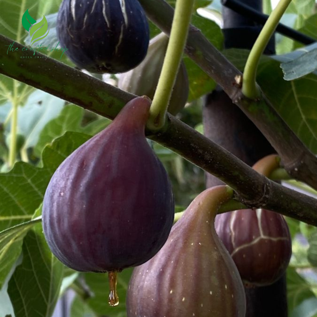 Dwaft Fignomenal Fig Tree – Dwarf Ficus Carica for Patios