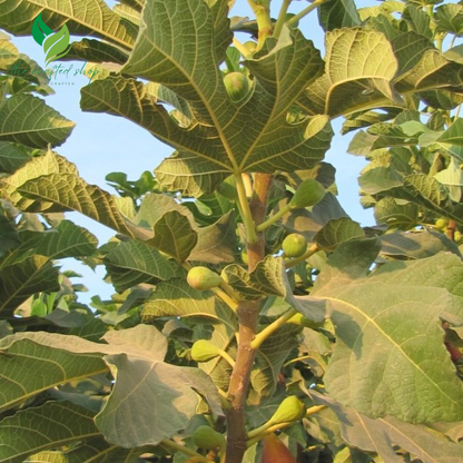 Dwaft Fignomenal Fig Tree – Dwarf Ficus Carica for Patios