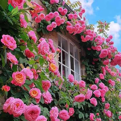 Garden Climbing Rose Seeds – 200+ Mixed Colors for Trellis, Fence & Vertical Blooms