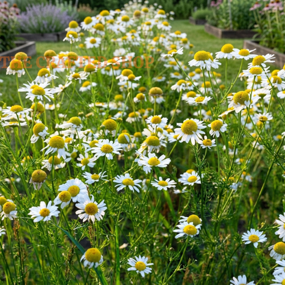 German Chamomile Seeds – 3,500 Seeds