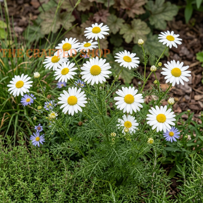 German Chamomile Seeds – 3,500 Seeds