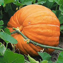 Giant Pumpkin Seeds for Planting – 10 Dill’s Atlantic Seeds