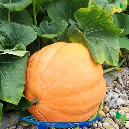 Giant Pumpkin Seeds for Planting – 10 Dill’s Atlantic Seeds
