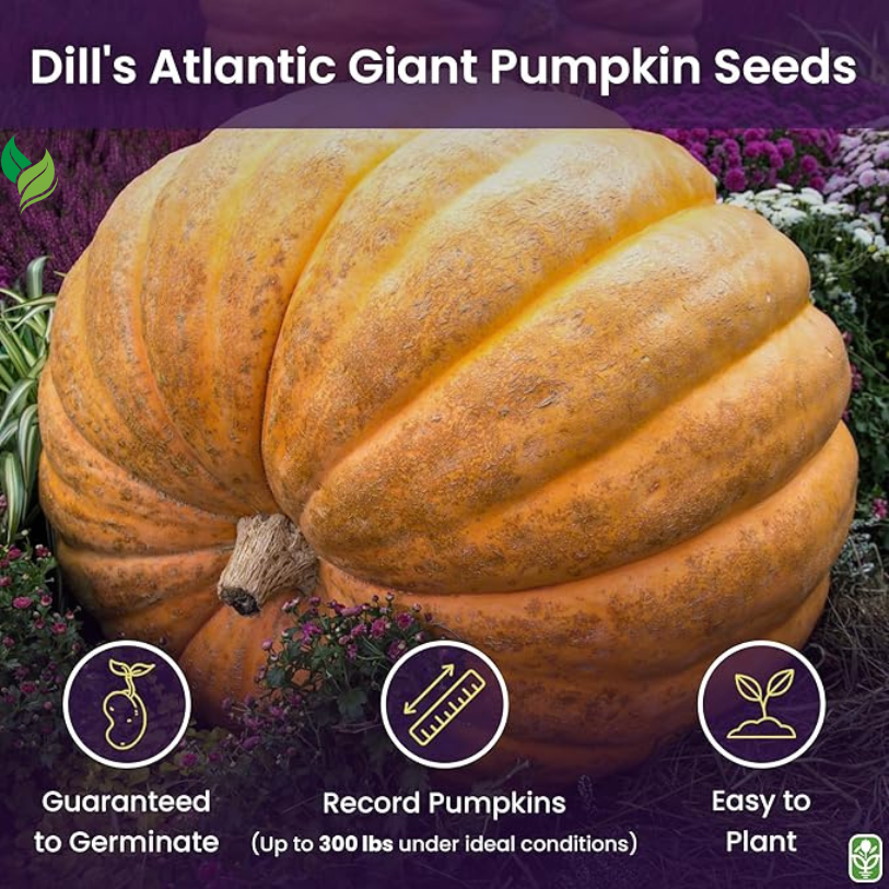 Giant Pumpkin Seeds for Planting – 10 Dill’s Atlantic Seeds