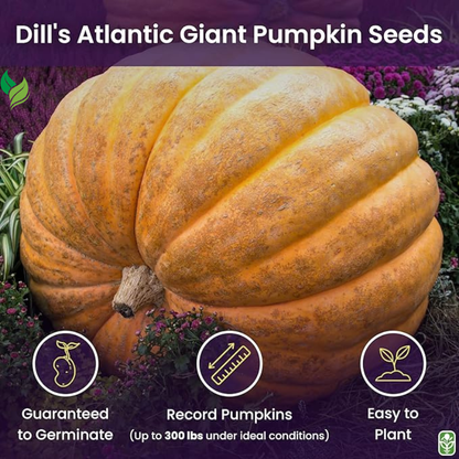 Giant Pumpkin Seeds for Planting – 10 Dill’s Atlantic Seeds