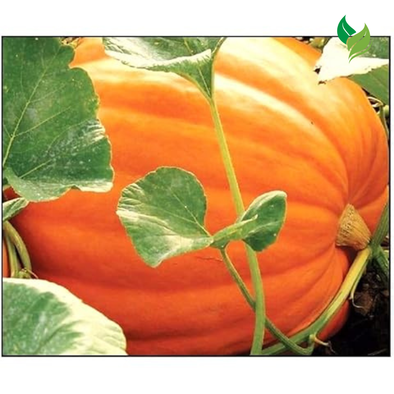 Giant Pumpkin Seeds for Planting – 10 Dill’s Atlantic Seeds