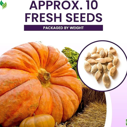 Giant Pumpkin Seeds for Planting – 10 Dill’s Atlantic Seeds