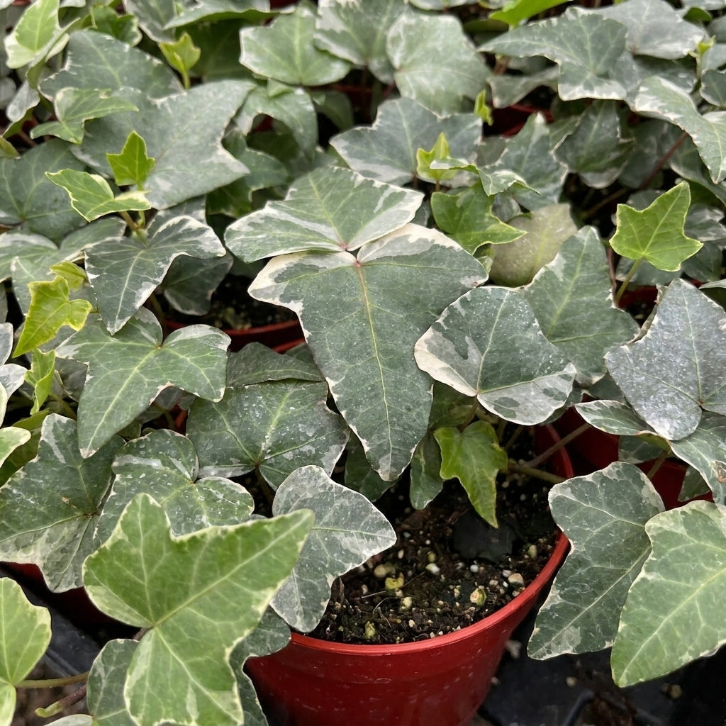 Glacier English Ivy live plant with silver and green variegated leaves