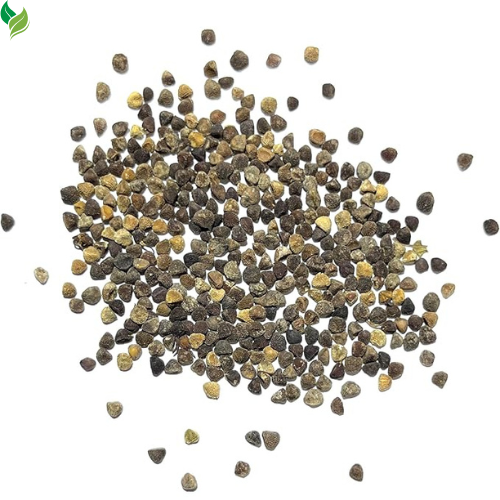 Glory Seeds for Planting Mixture Non Vining Multicolored Blooms