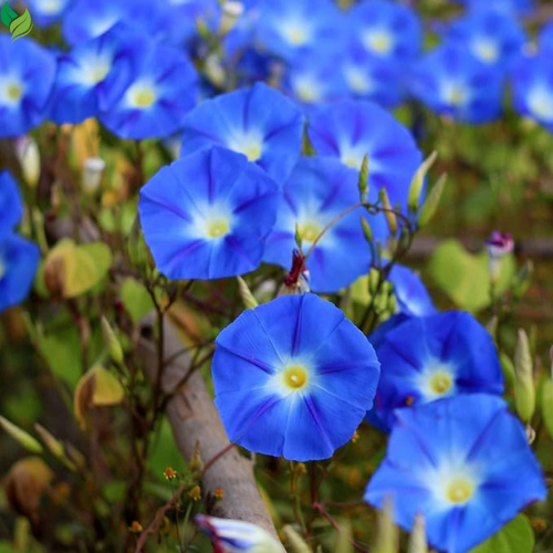 Glory Seeds for Planting Mixture Non Vining Multicolored Blooms