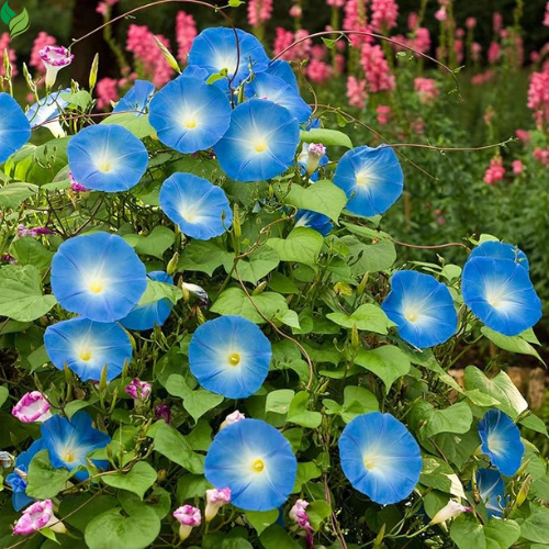 Glory Seeds for Planting Mixture Non Vining Multicolored Blooms
